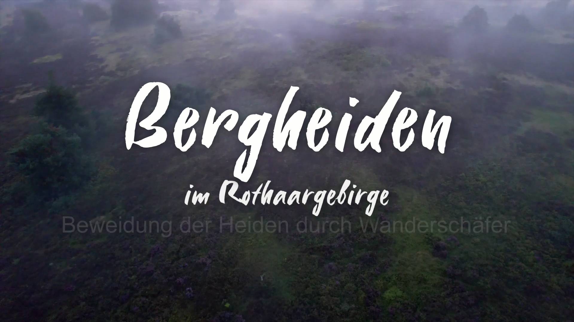 Bergheiden im Rothaargebirge | Beweidung der Heiden durch Wanderschäfer